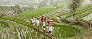 jatiluwih bali