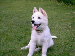 Anjing Kintamani Anjing Kintamani 300x225 Kintamani
