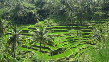 Sawah Terasering Tegalalang Ubud