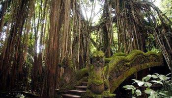 ubud monkey forest bali