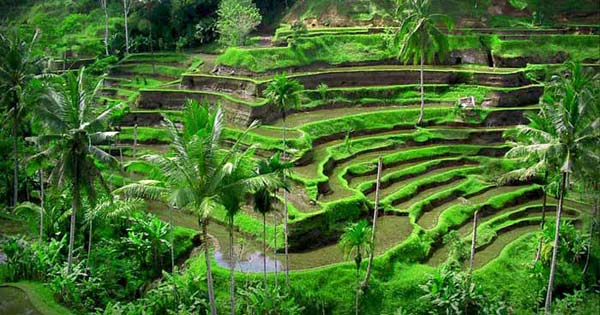 Sawah Terasering Tegalalang Ubud