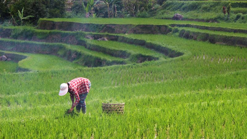 Petani Di Persawahan Tabanan