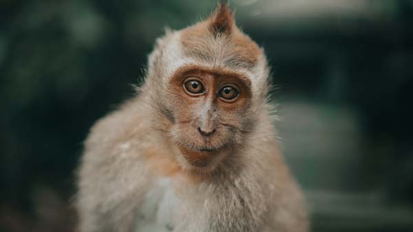 Pura Alas Kedaton dengan monyet jinaknya. Jarak dan Waktu Tempuh dari Bedugul