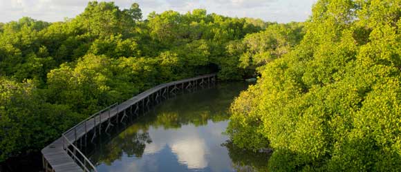 Hutan Mangrove Tempat Wisata Di Denpasar Bali