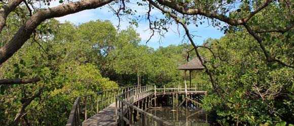 Deskripsi Tempat Wisata Di Taman Mangrove