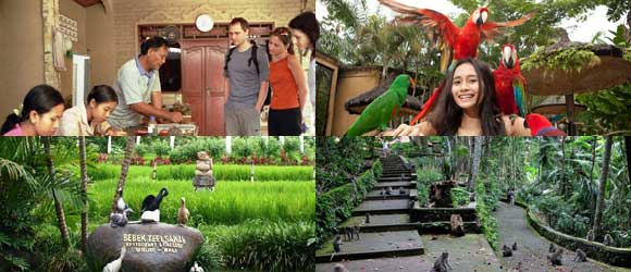 Paket Tour Bali Bird Park Half Day