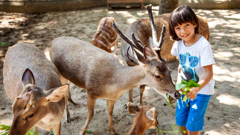 Memberi Makan Binatang Aktivitas Wisata Anak