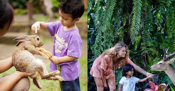 Petting Zoo Bali Singapadu Gianyar