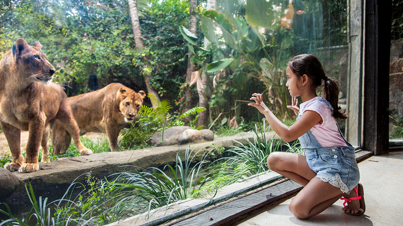 Seorang anak mengamati dua singa di Bali Zoo saat liburan keluarga.