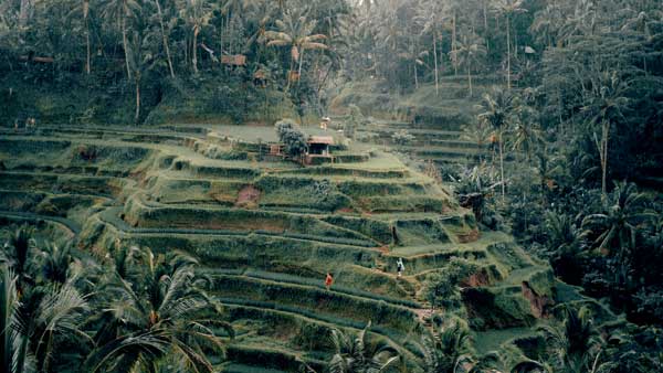 Kegiatan Wisata Di Ubud