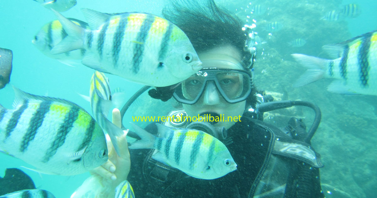 Bali Scuba Diving Tanjung Benoa Nusa Dua Untuk Pemula