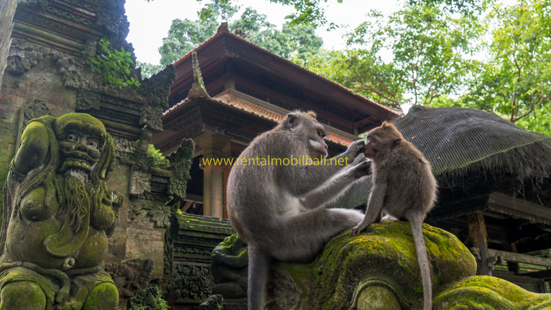 Daya Tarik Ubud Monkey Forest