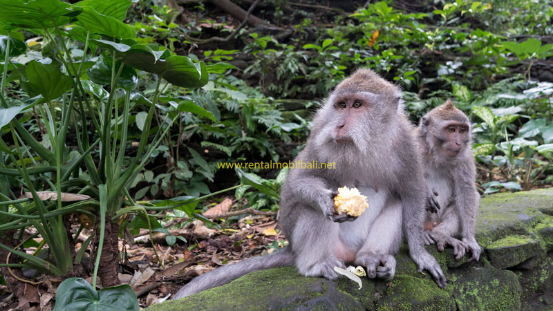 Objek Wisata Kera Di Mandala Suci Wenara Wana Bali