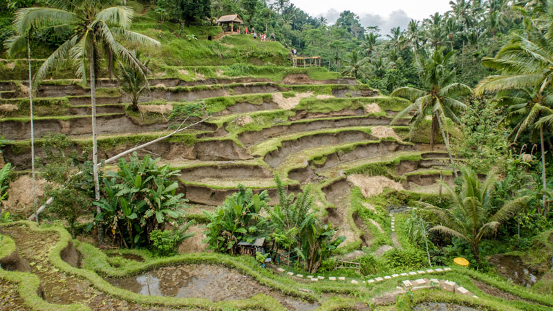 Pemandangan Sawah Berundak Tegallalang - Tempat Wisata Ubud Bali