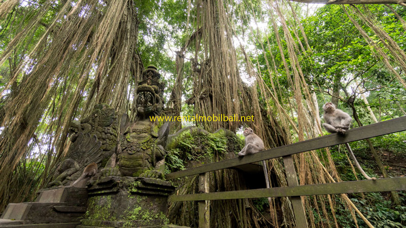 Monyet-monyet bermain bebas di Ubud Monkey Forest, destinasi menarik dari Paket Ubud Tour Setengah Hari