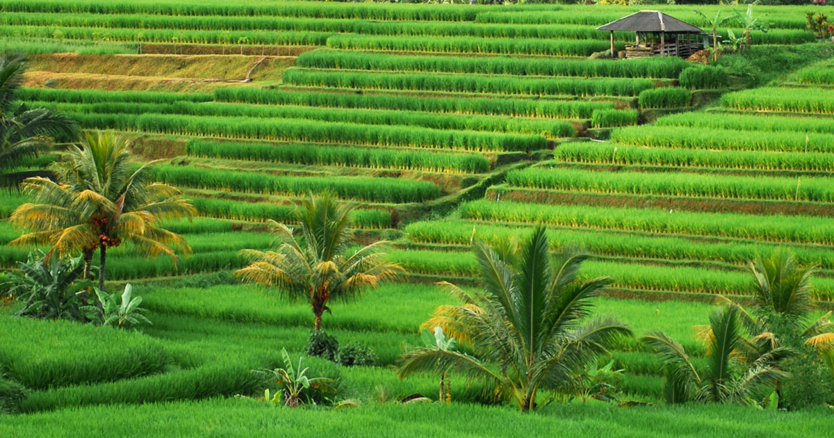 Jatiluwih Tempat Wisata Pemandangan Sawah Berundak Di Bali