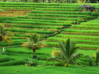 Sawah Terasering Jatiluwih Bali