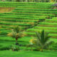 Sawah Terasering Jatiluwih Bali