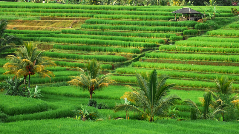 Sawah Terasering Jatiluwih Bali