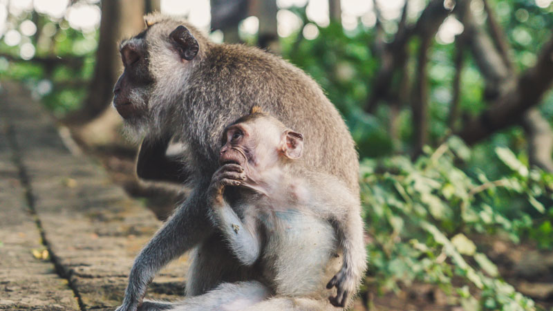 Kera Di Area Hutan Di Uluwatu