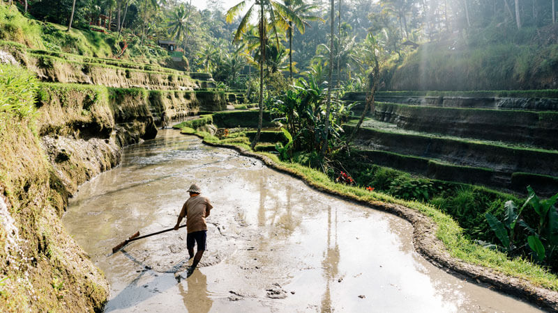 Penduduk lokal Bali di tengah sawah terasering Tegallalang