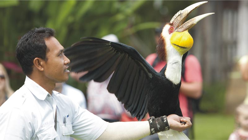 Bali Rainforest Burung Terbang - Bird Park Gianyar