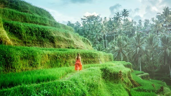 Sawah Terasering Bali