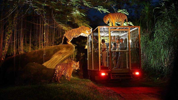 Night Safari Bali