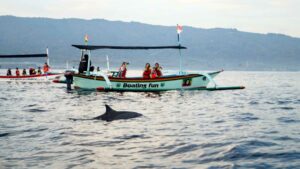 aLumba-Lumba Pantai Lovina Bali