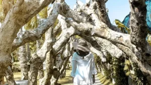 Pengunjung berjalan di bawah lorong pohon unik di Big Garden Corner Sanur