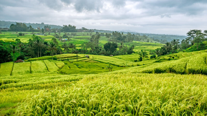 Pemandangan sawah hijau di Bali selama musim hujan