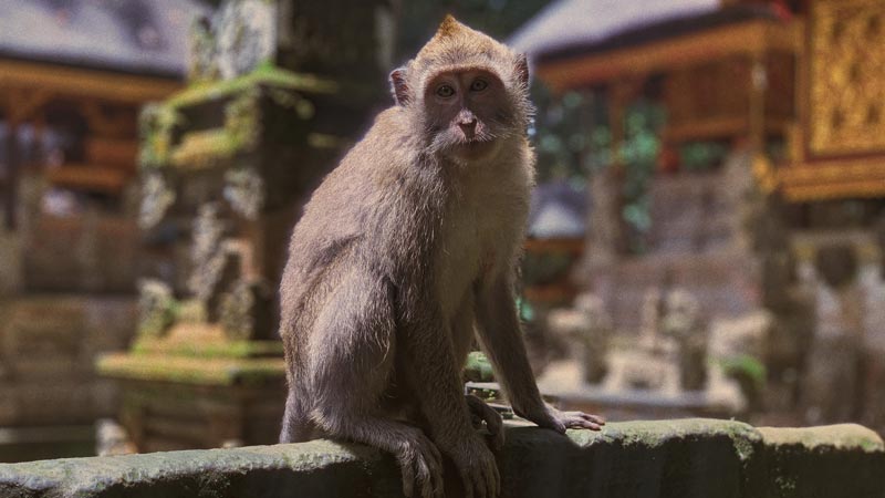 Sangeh Monkey Forest yang dipenuhi oleh monyet