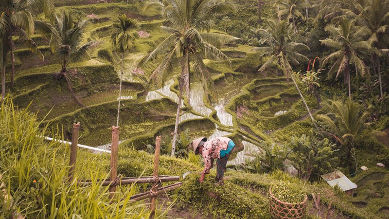 Pemandangan sawah terasering di Ubud dengan petani Bali tradisional