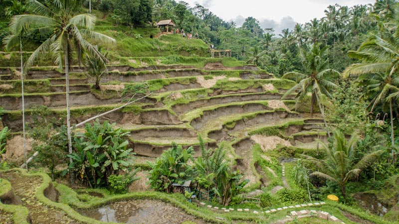 Tegalalang Rice Terrace dengan lanskap sawah bertingkat di Bali