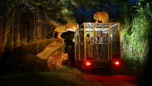 Night Safari Bali