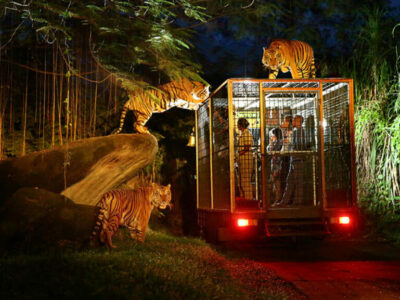 Night Safari Bali