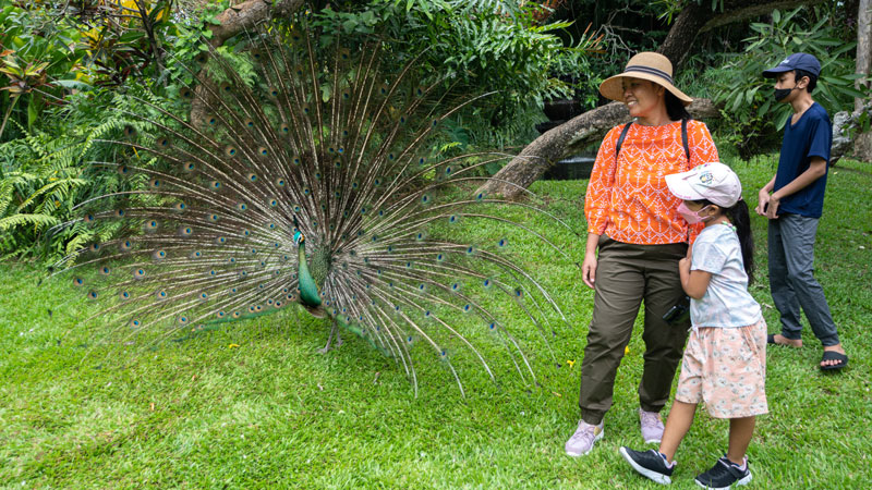 Keluarga yang sedang berlibur di Bali Bird Park