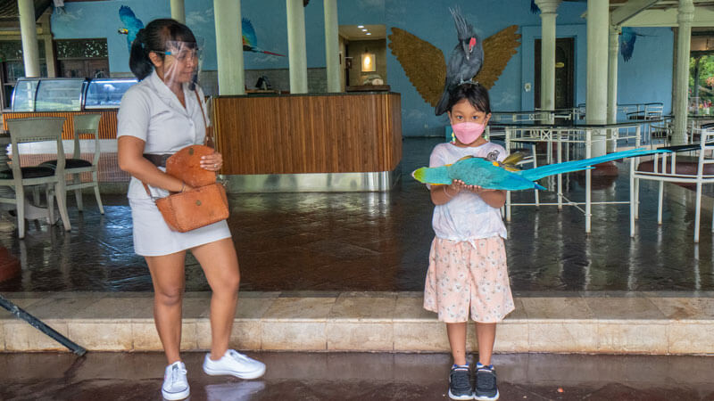 Gadis kecil berpose dengan burung dara besar di Taman Burung.