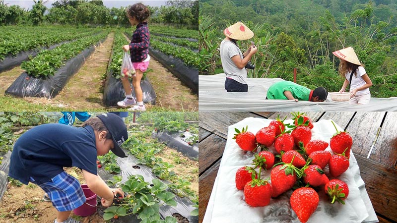 Kumpulan gambar dari Kebun Strawberry Bedugul menampilkan anak-anak memetik stroberi, seorang wanita dan anak laki-laki dengan topi jerami, serta piring penuh stroberi segar.