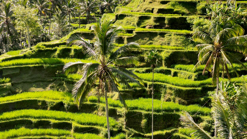 Sawah berundak Busungbiu dengan pohon kelapa menambah keindahan panorama pedesaan Bali Utara