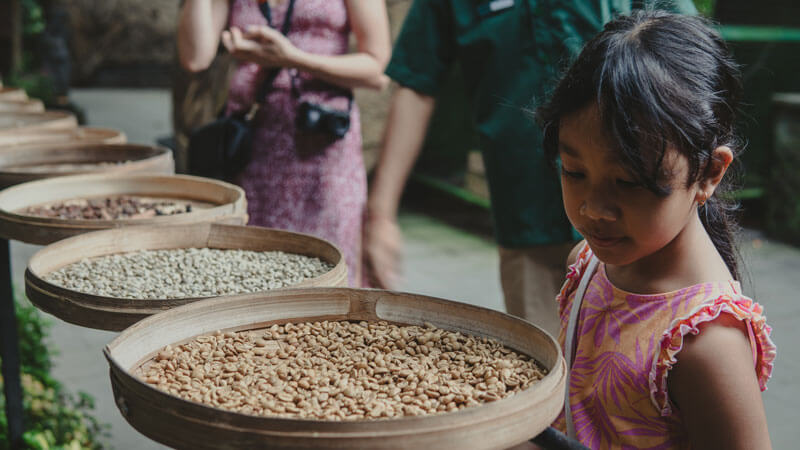 Anak perempuan Bali belajar tentang proses biji kopi di kebun kopi, wisatawan mengamati di latar belakang