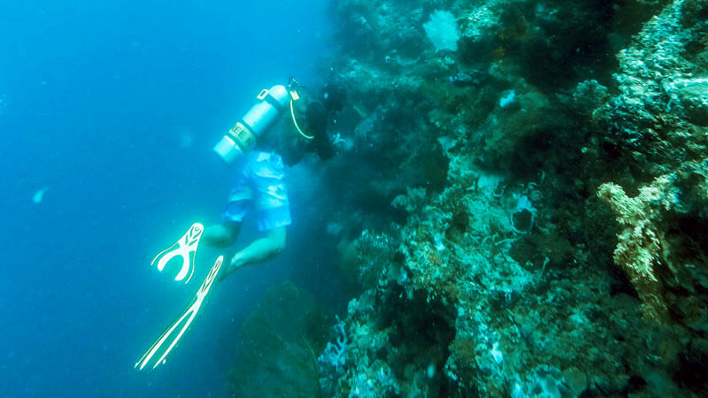 Penyelam menjelajahi kekayaan bawah laut di Pulau Menjangan, Bali Utara