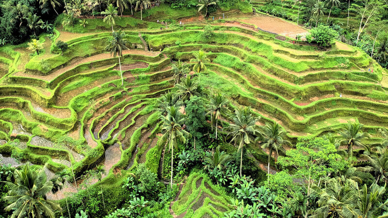 Sawah terasering Tegallalang di musim kemarau