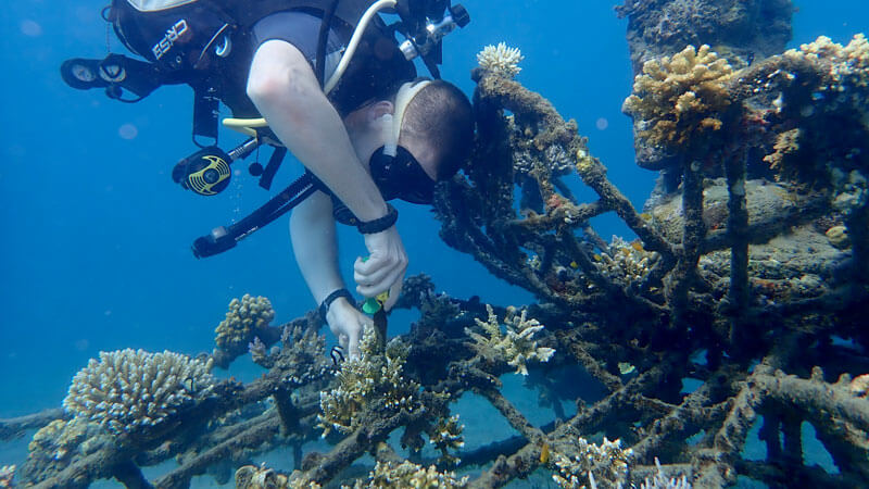 Penyelam sedang berinteraksi dengan terumbu karang bio-rock di Teluk Pemuteran