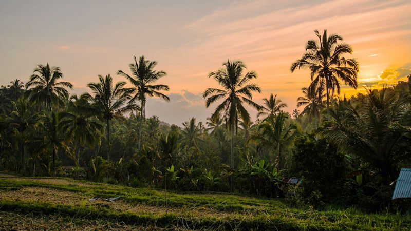 Sunset di Desa Munduk dengan siluet pohon kelapa dan latar pegunungan