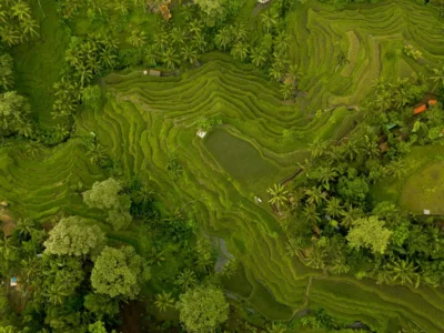 Pemandangan udara sawah terasering Tegalalang di Ubud, Bali.