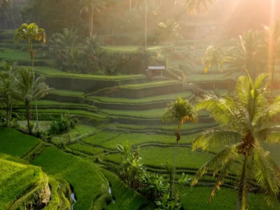 Sawah Terasering Tegalalang di Ubud, Bali, dengan pemandangan hijau dan cahaya matahari pagi.