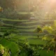 Sawah Terasering Tegalalang di Ubud, Bali, dengan pemandangan hijau dan cahaya matahari pagi.