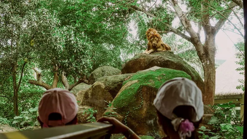 Anak-anak melihat singa dari trem siang hari di Safari Legend Bali © Wira Tour