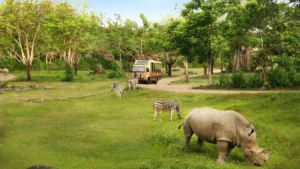 Tram Safari Journey dengan zebra dan badak di Bali Safari